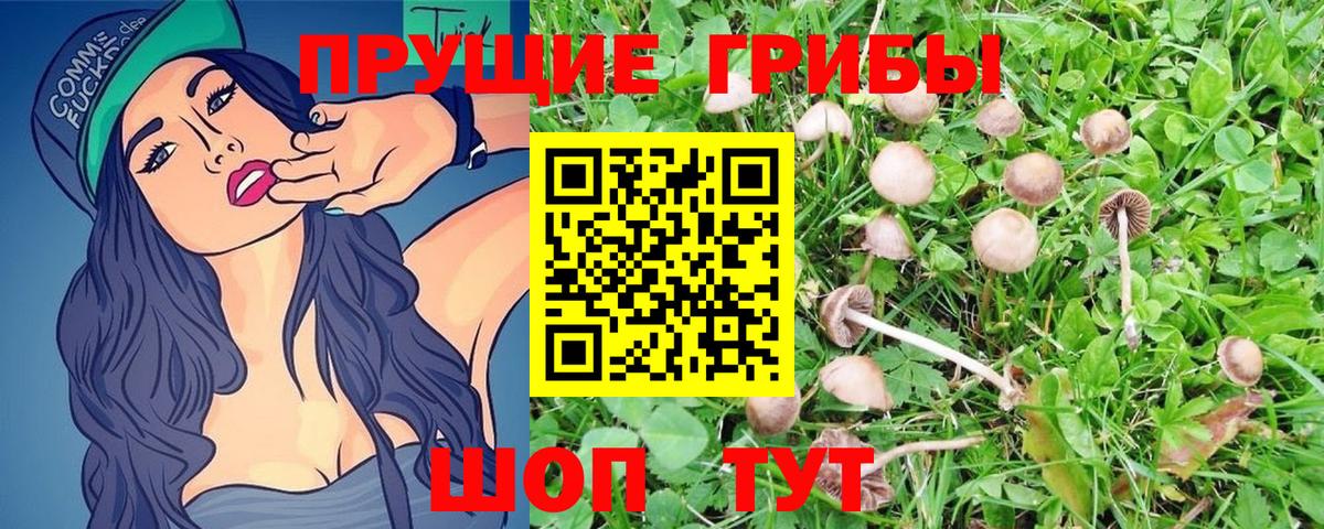 Галлюциногенные грибы Psilocybe Лысьва